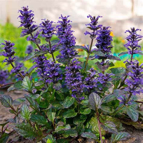 ajucax|How To Grow And Care For Ajuga Plants